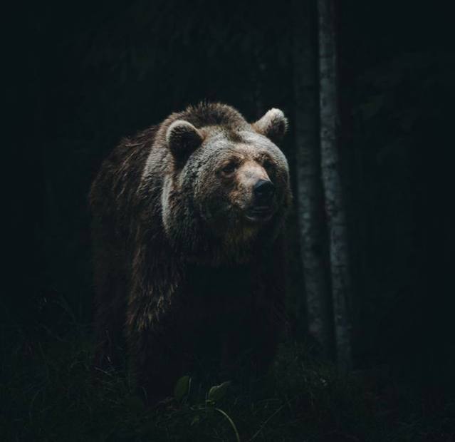 В самом деле, выражаются иногда про «зверскую» жестокость человека, но это страшно несправедливо и...