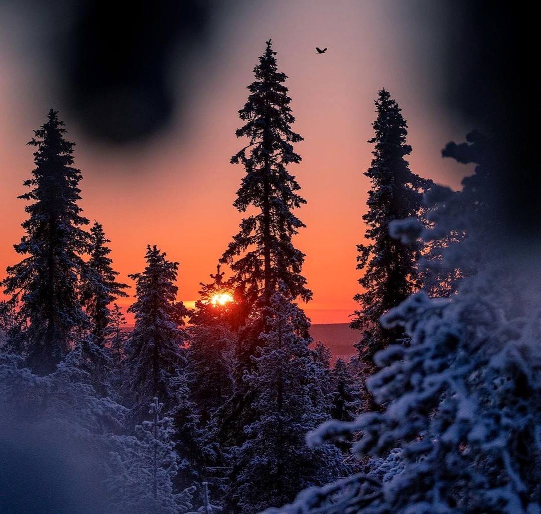 Зимний лес – гулкое, как выстрелы, карканье ворон, снег с еловой ветки, упавший за шиворот, следы,
