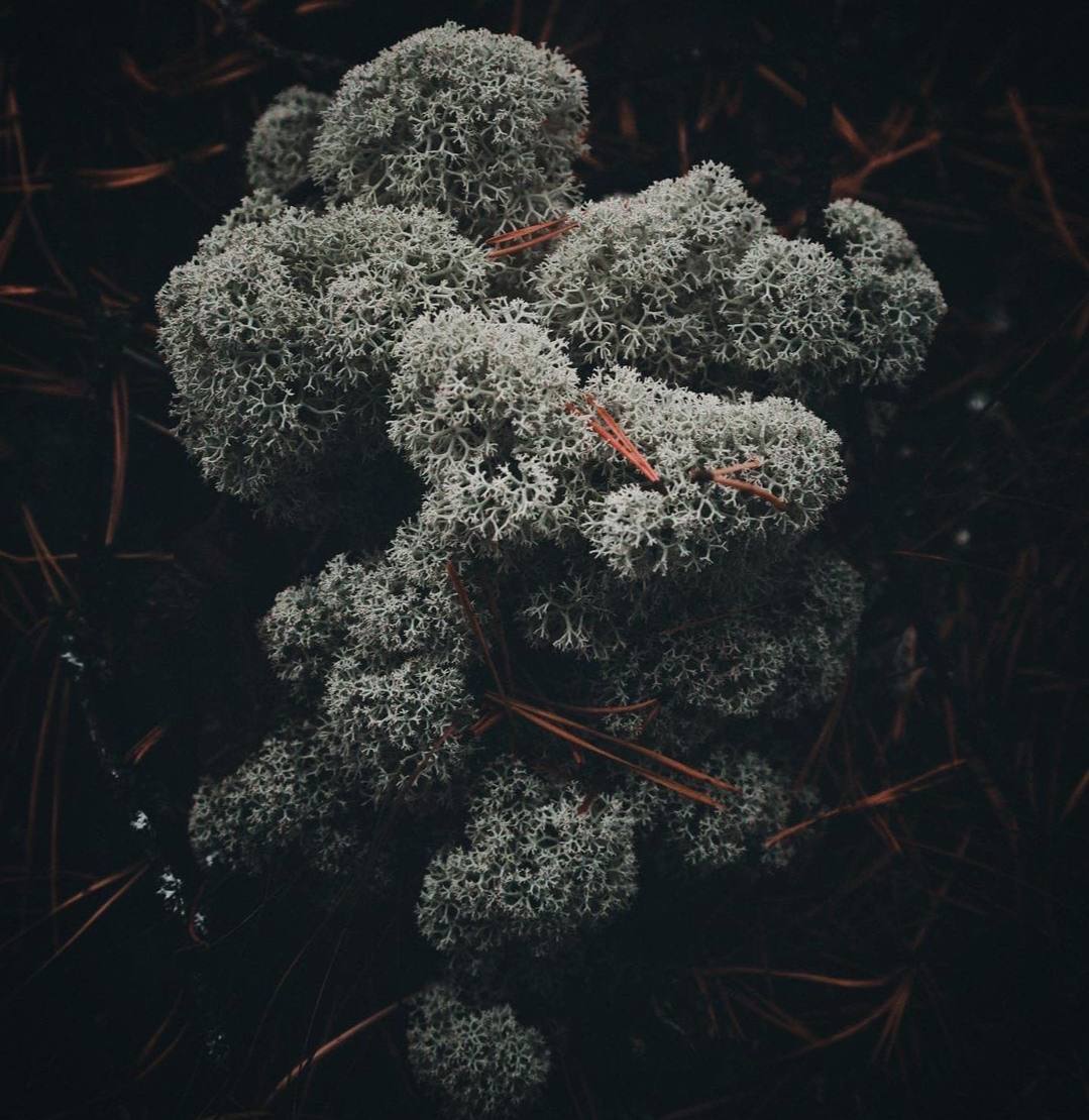 Цинизм — всего лишь мох, который налипает на камень.