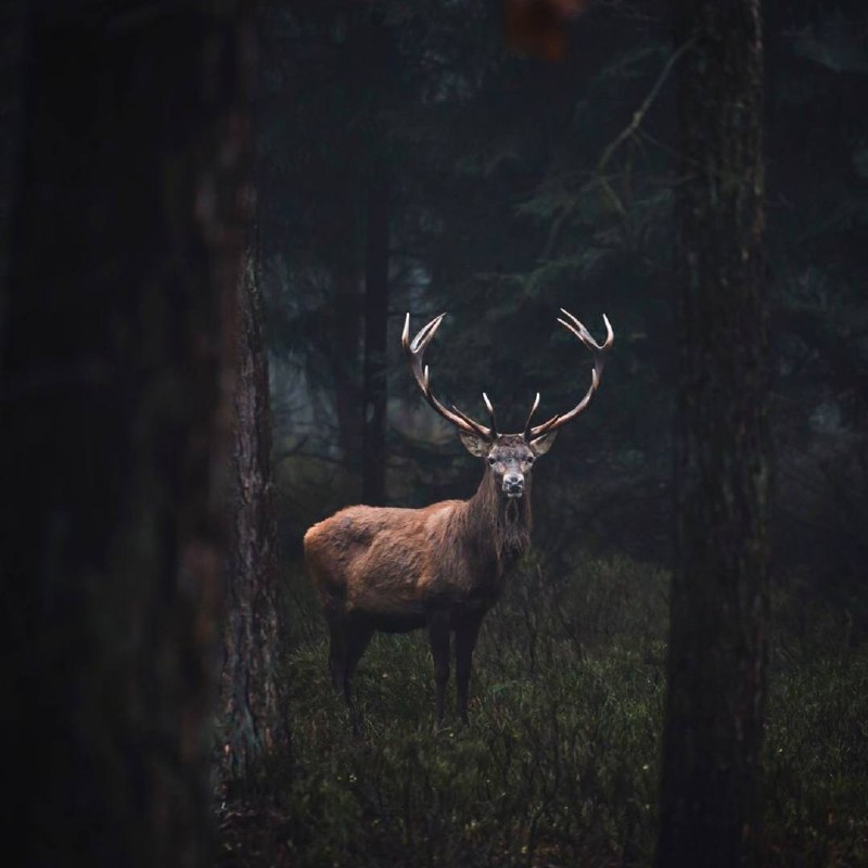 Чтобы понять, есть ли у животных душа, надо самому иметь душу.