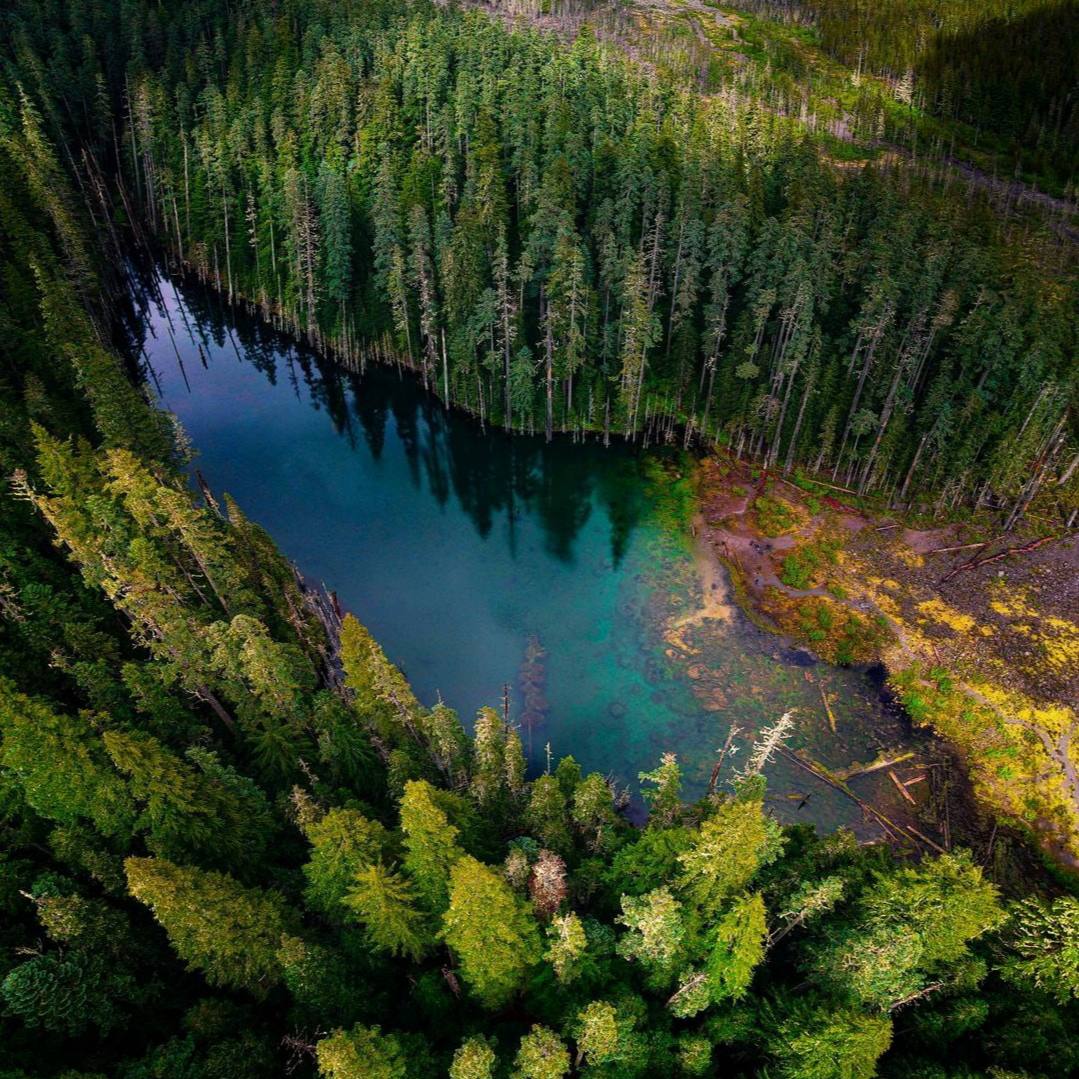 От бальзамических запахов лесных цветов, трав, хвои и коры исчезает усталость