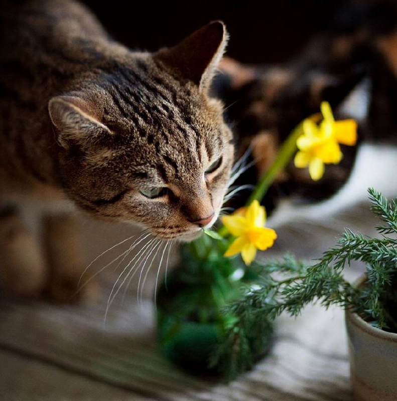 Цветок можно сравнить с удовольствием, которое в скором времени завянет, а запах этого цветка —...