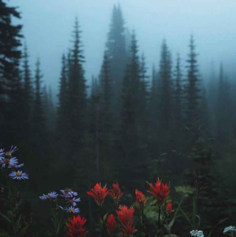 Как самое правдивое общество всегда приближается к одиночеству, так самая великолепная речь в...