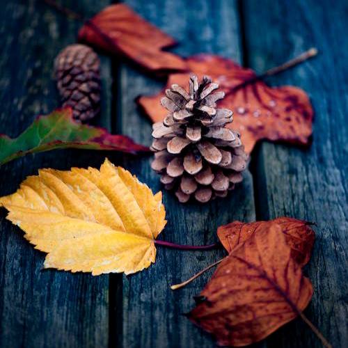 Осень — это вторая весна, когда каждый лист — цветок.