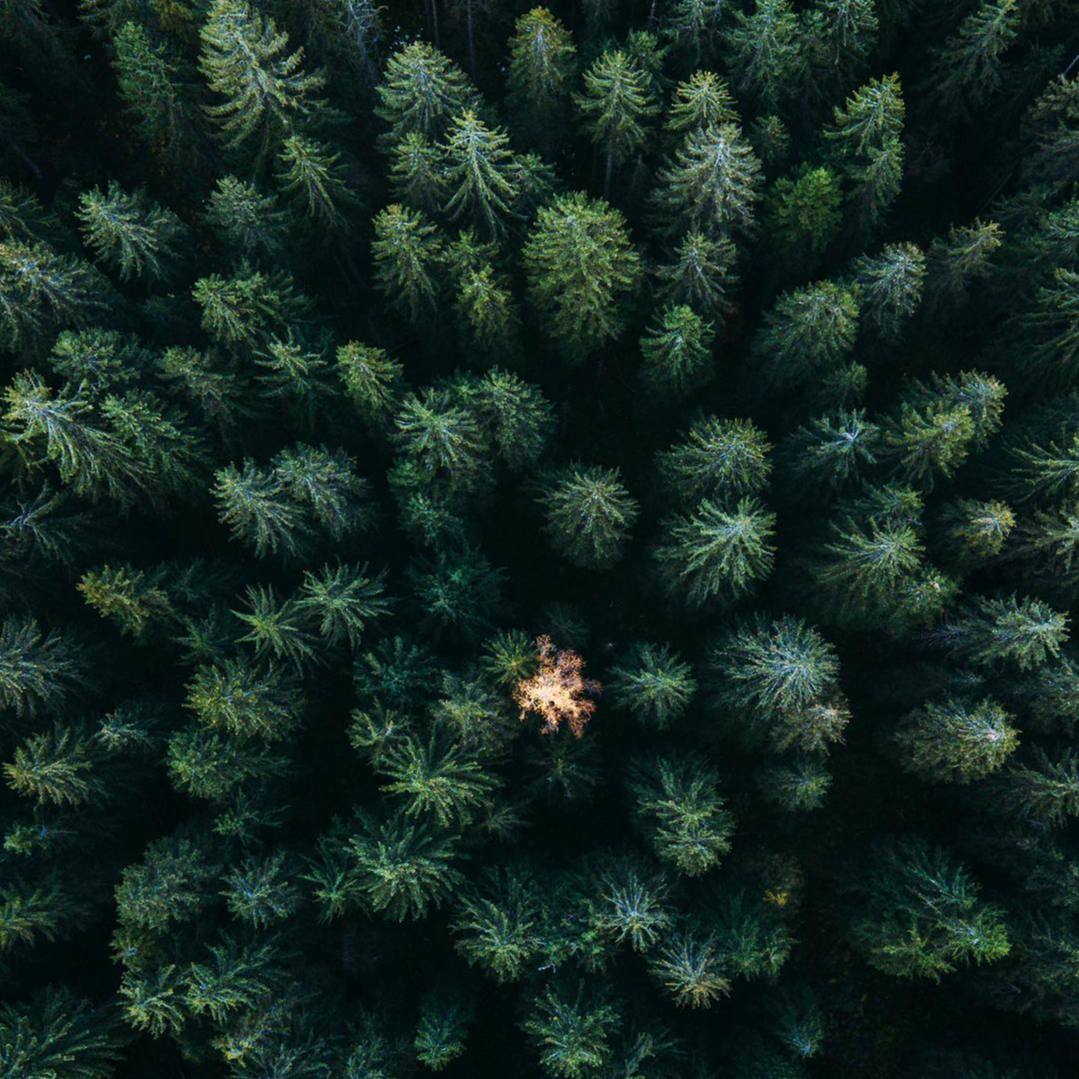 Леса никогда не бывают безмолвны для тех, кто понимает их язык