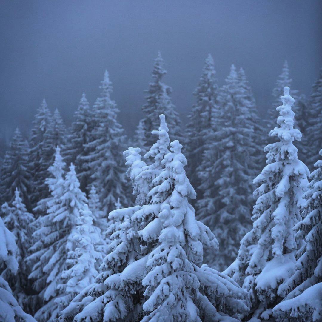 Зима – честное время года.