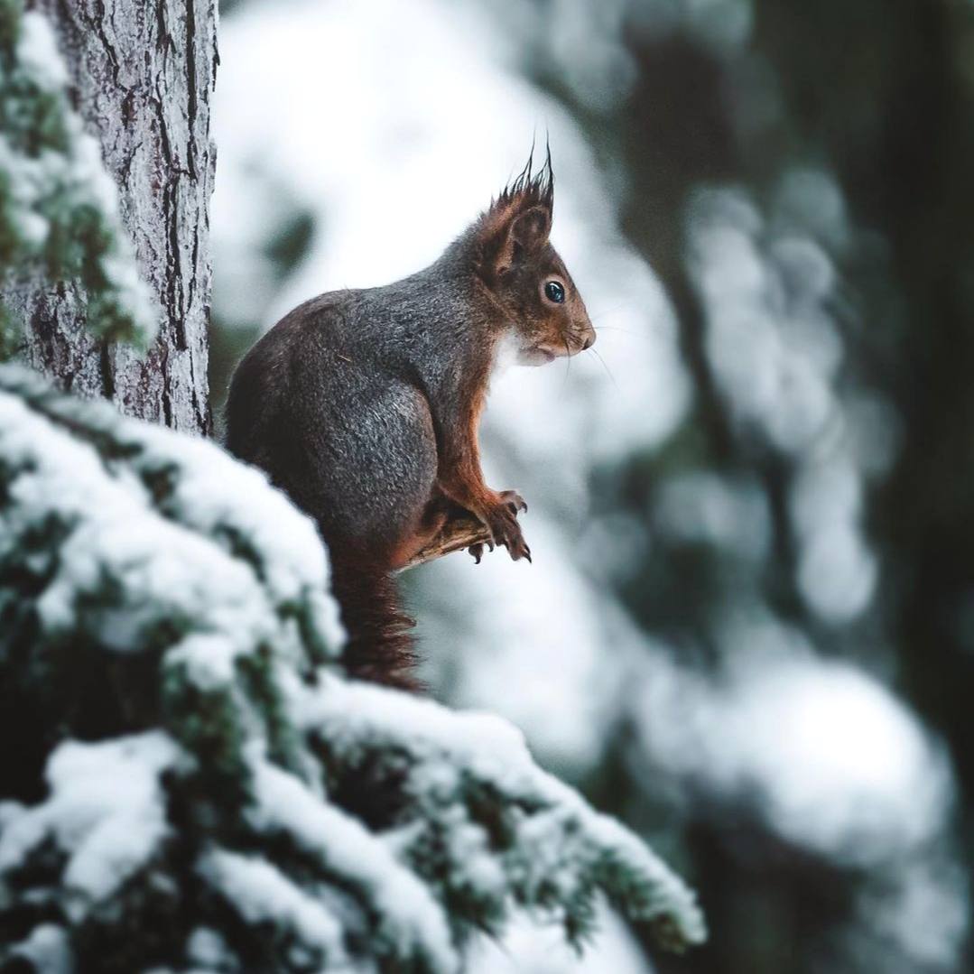 Животные отнюдь не низшие создания. У них тоже есть душа, как и у людей