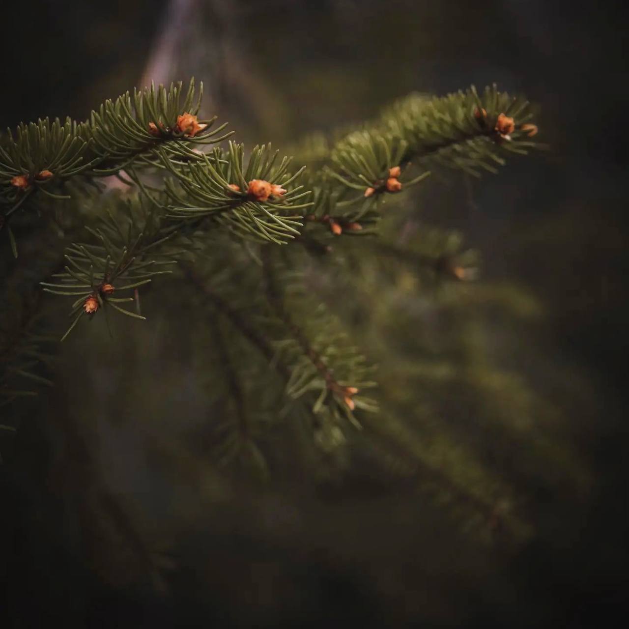 Когда человек одинок, он начинает присматриваться к природе и любить её.