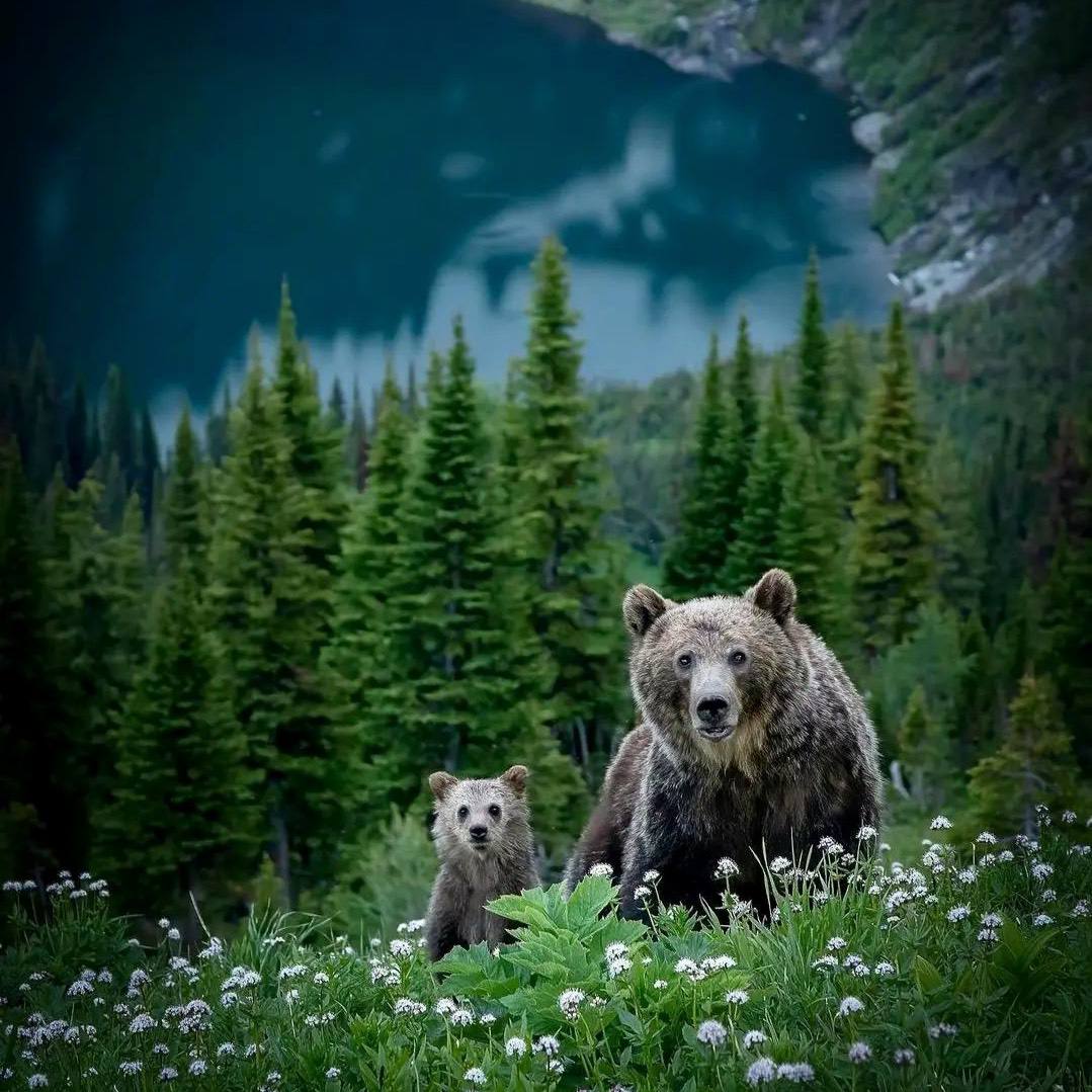 Если душа — это умение любить, быть преданным и благодарным, то животные обладают ею в большей...