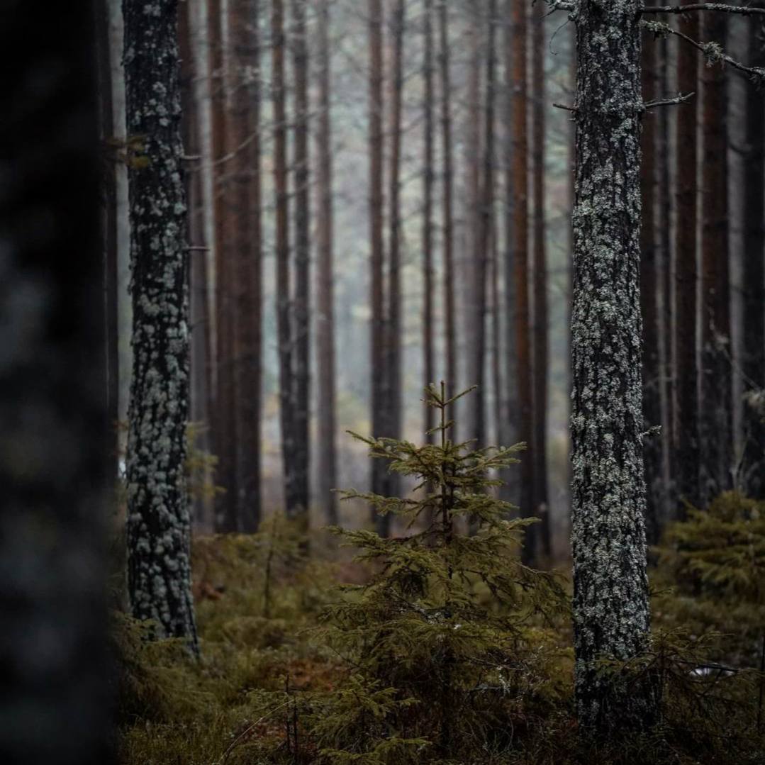 Длительное пребывание в дикой природе неизбежно заставляет сосредоточить внимание не только на...