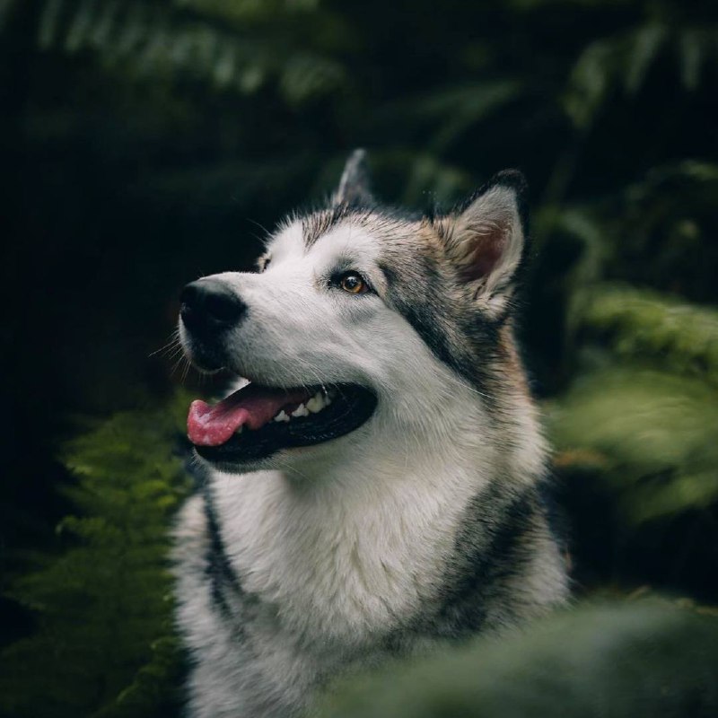 Собаки — удивительные существа. Они любят нас без условий. Собаки подают нам пример, как надо жить.