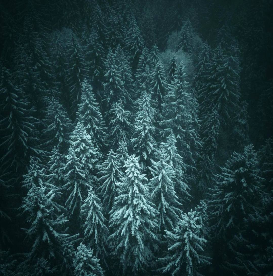 Лес несет звуки в своем медленном ритме, звуки, которые может услышать только сердце.