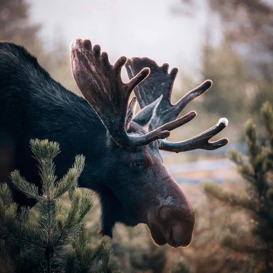 Животные — часть естественного закона, они имеют свои права, потому что они разумны.