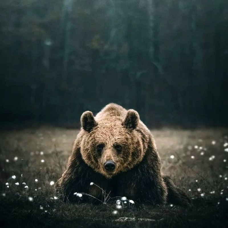 Вы спрашиваете, почему я так много пишу о животных и так мало о человеке, я вам открою причину:...