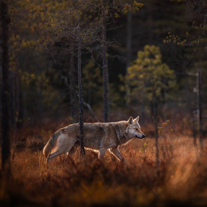 Тот, кто становится зверем, избавляется от боли быть человеком.