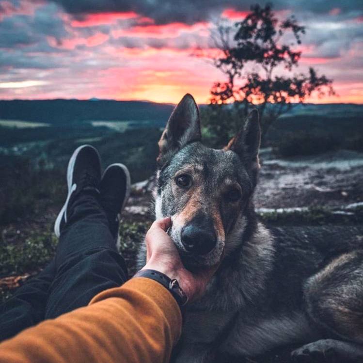 Проявляя эмоции, собака не может обманывать