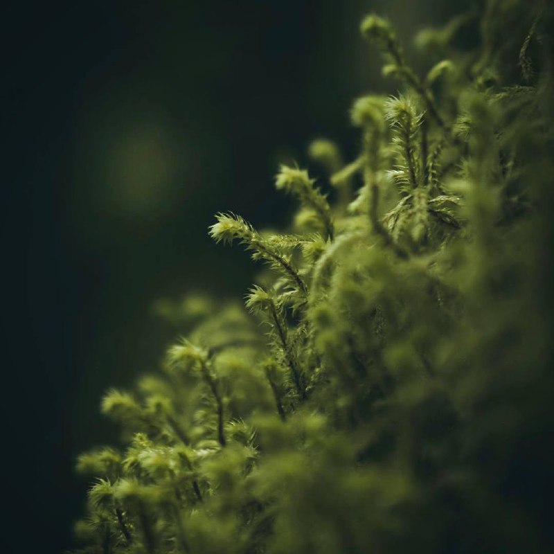 Чем глубже мы заглядываем в природу, тем больше осознаём, что она полна жизни, и тем глубже...