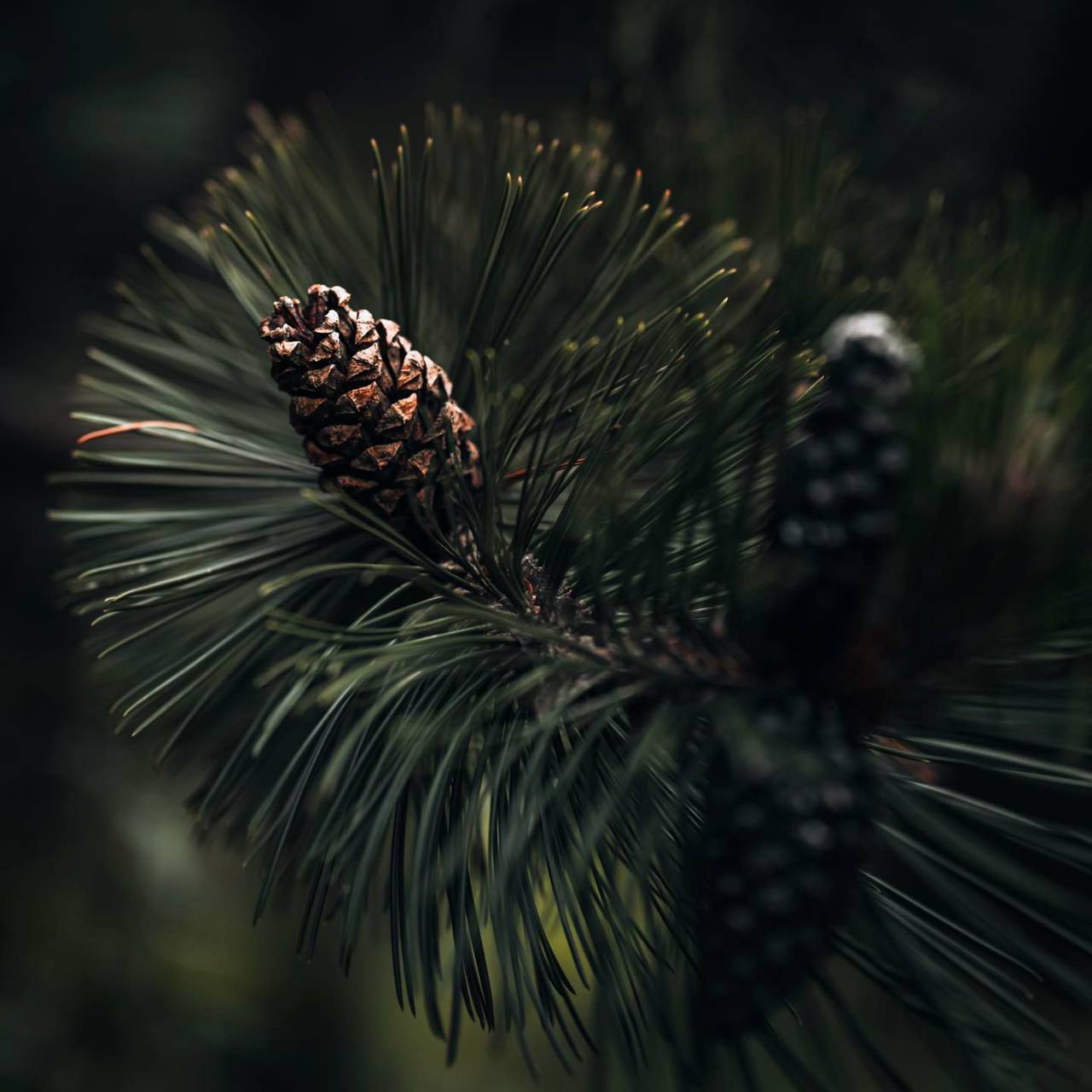 Природа ничего не создает без цели.