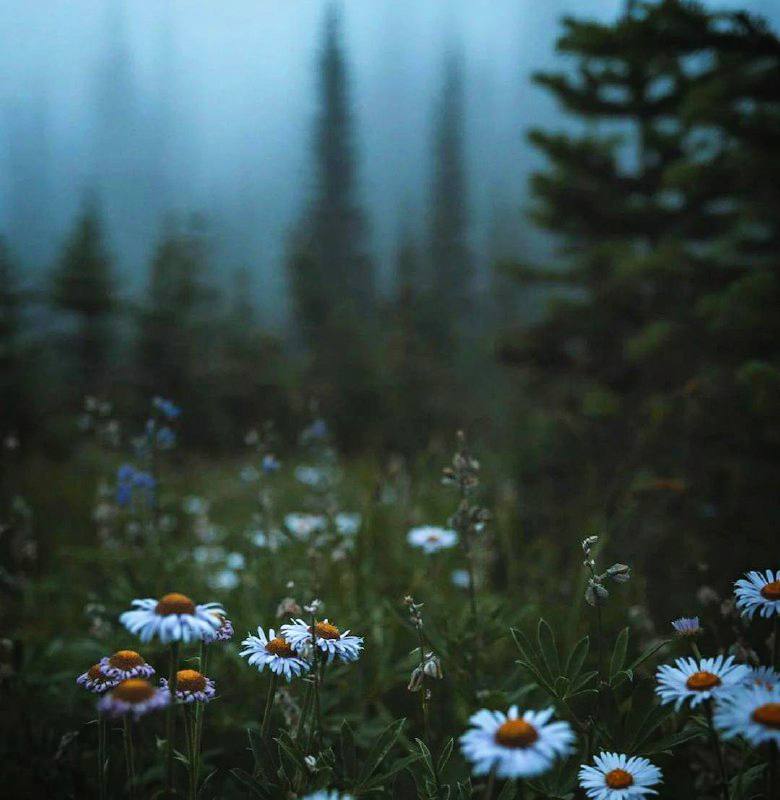 Для иных природа — это дрова, уголь, руда, или дача, или просто пейзаж