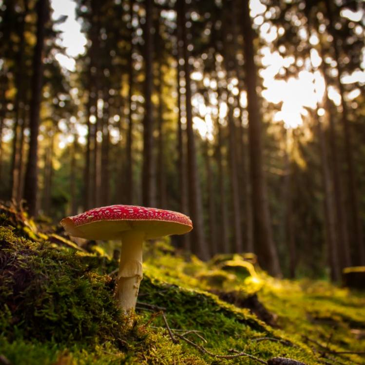 Съедобный гриб прячется, ядовитый всегда на виду.