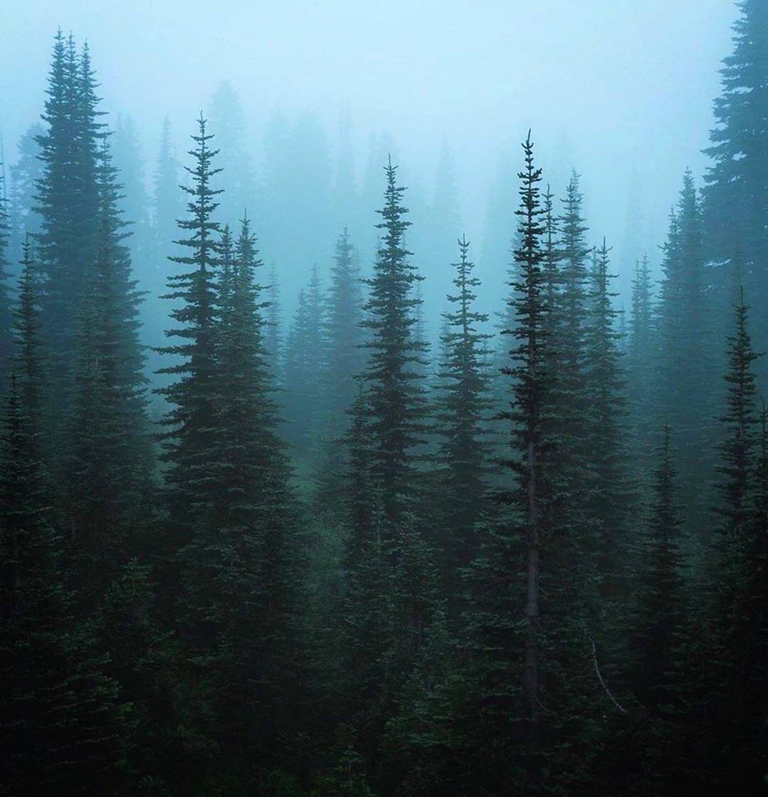 Деревья такие же живые, как и мы, только жизнь их течет медленнее? Быть может, для них лето — все...