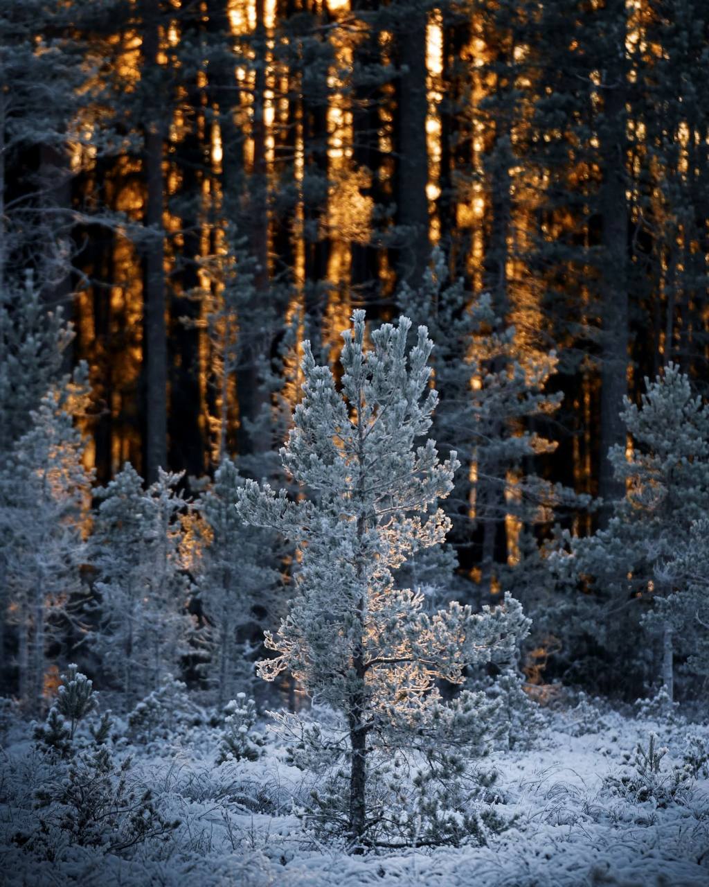 Уже весьма редко можно встретить людей, полных той силы и спокойствия, что умеют дарить лишь...
