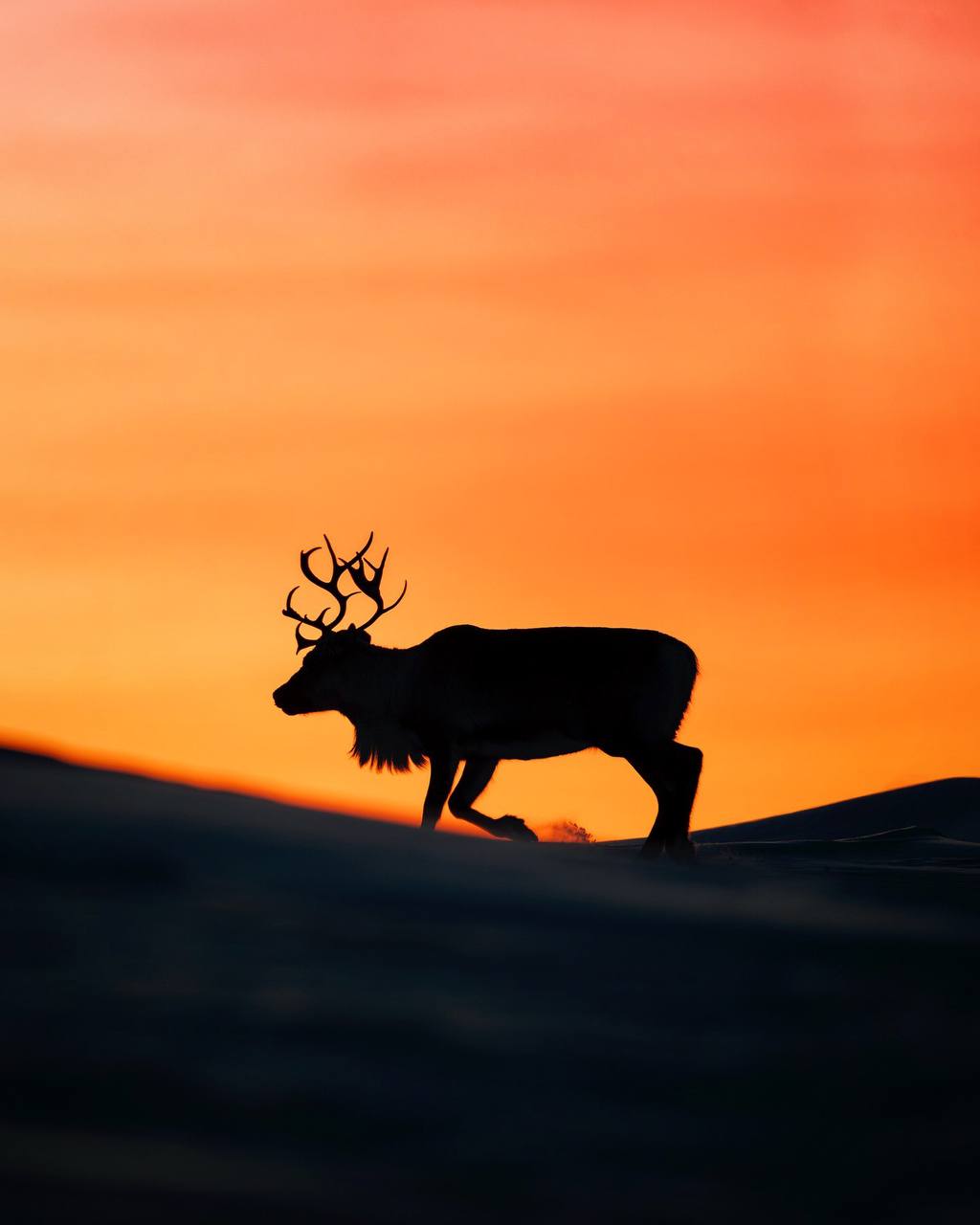 Если не станет животных, не будет уже никакой человечности.