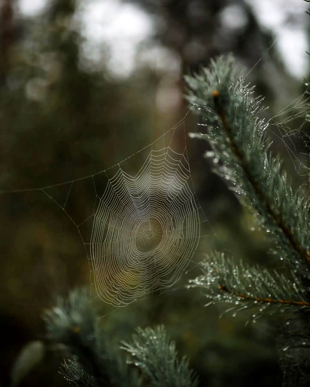 Наш мир так же сложен и уязвим, как паутина. Коснитесь одной паутинки, и дрогнут все остальные