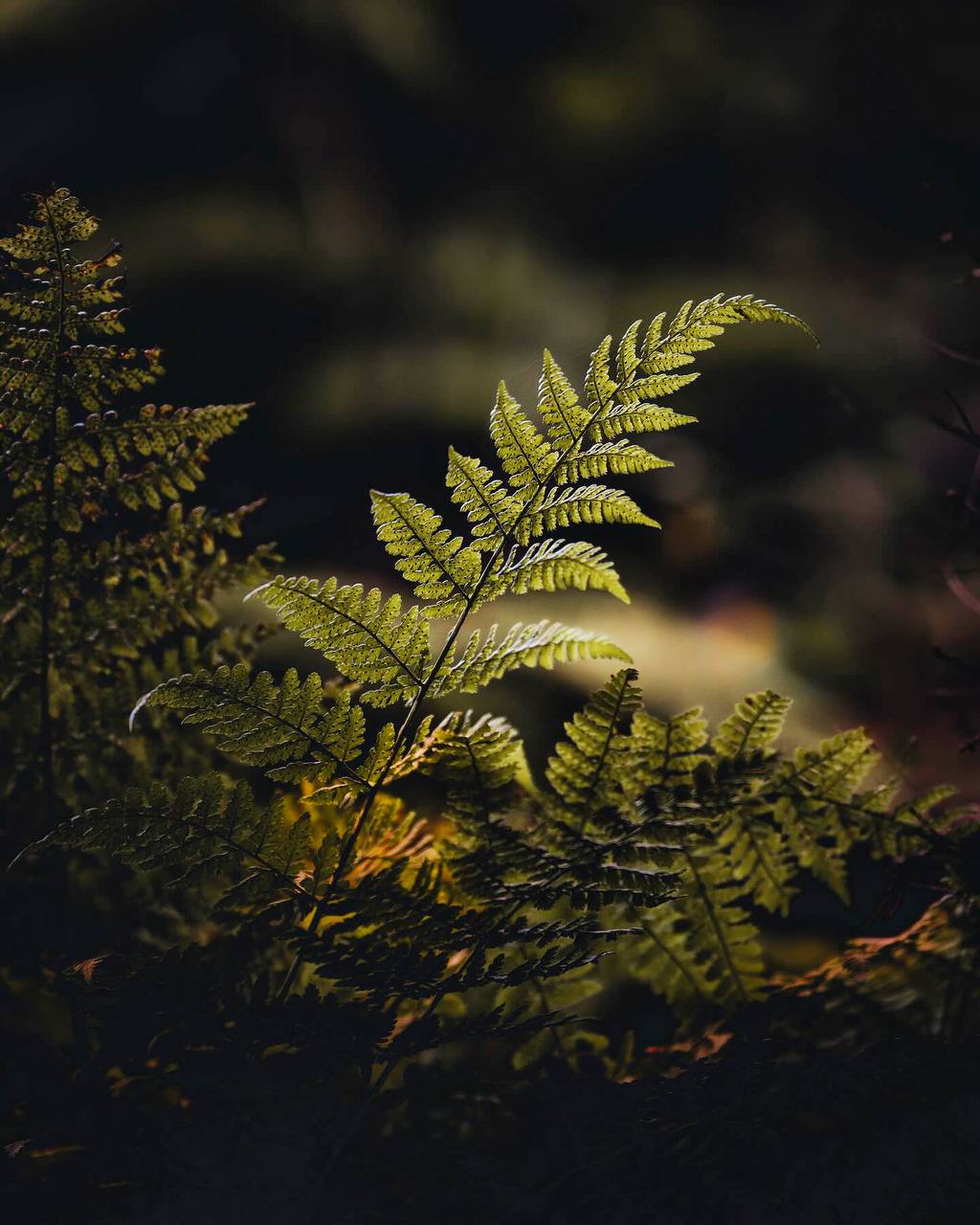 Только растения способны уловить, преобразить и сохранить про запас то, без чего нет жизни