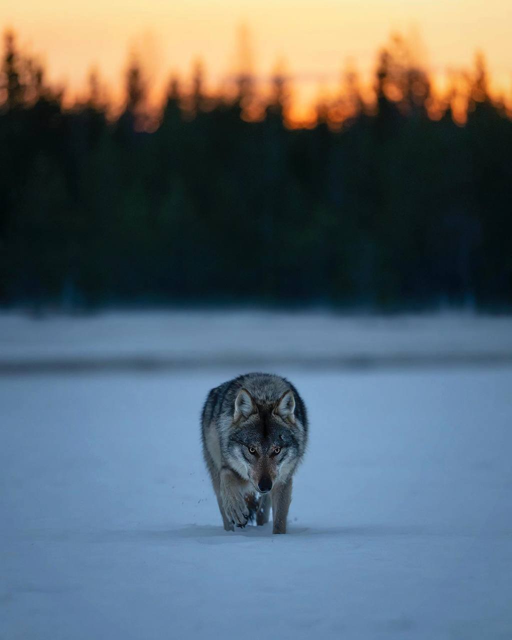 Животные отнюдь не низшие создания. У них тоже есть душа, как и у людей
