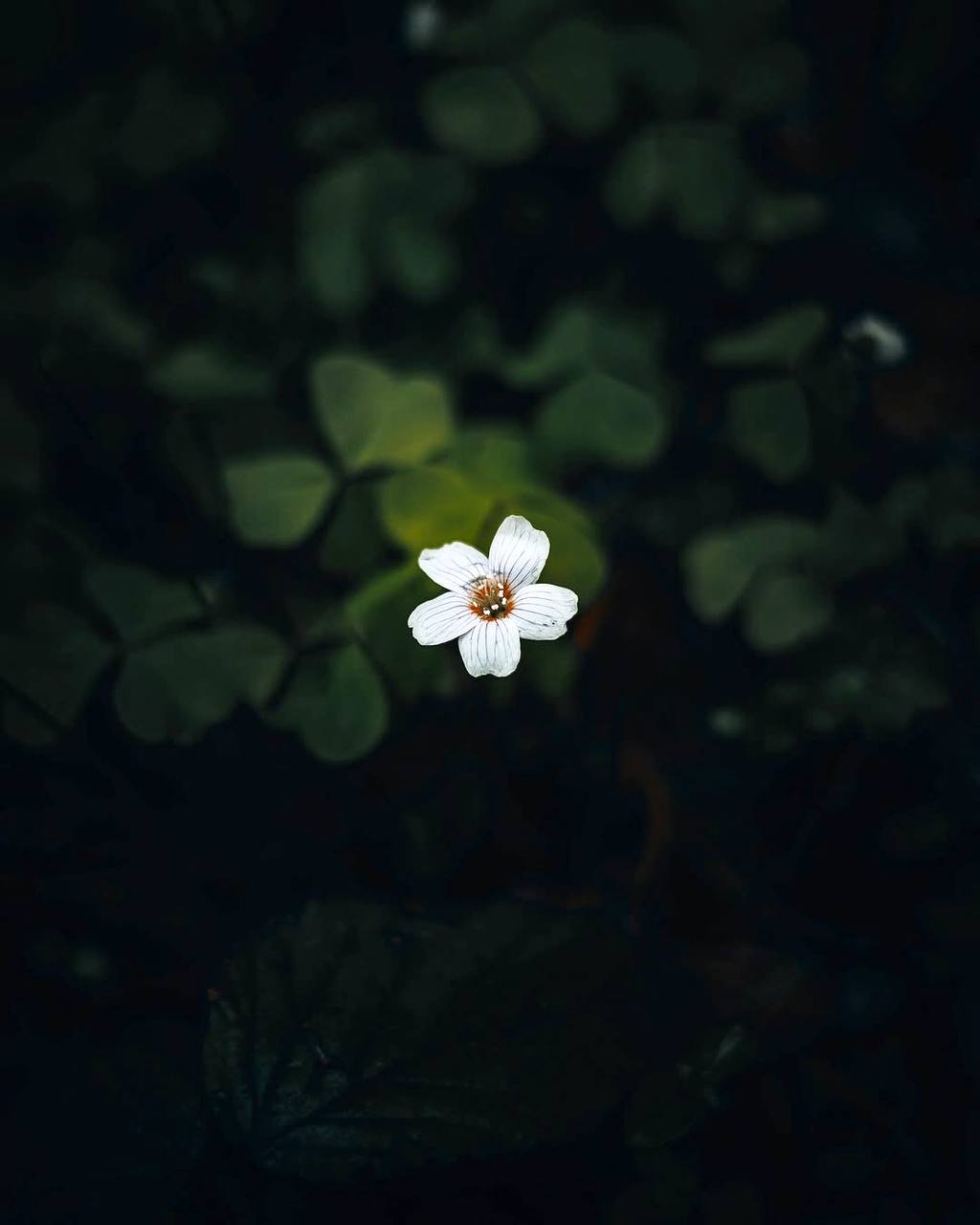 Возможно, нам хочется забыть, что наше выживание зависит от мира растений, поскольку это...