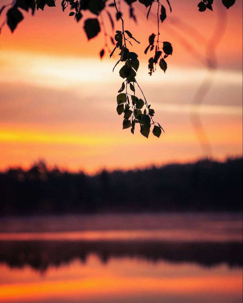 Чем глубже мы заглядываем в природу, тем больше осознаём, что она полна жизни, и тем глубже...