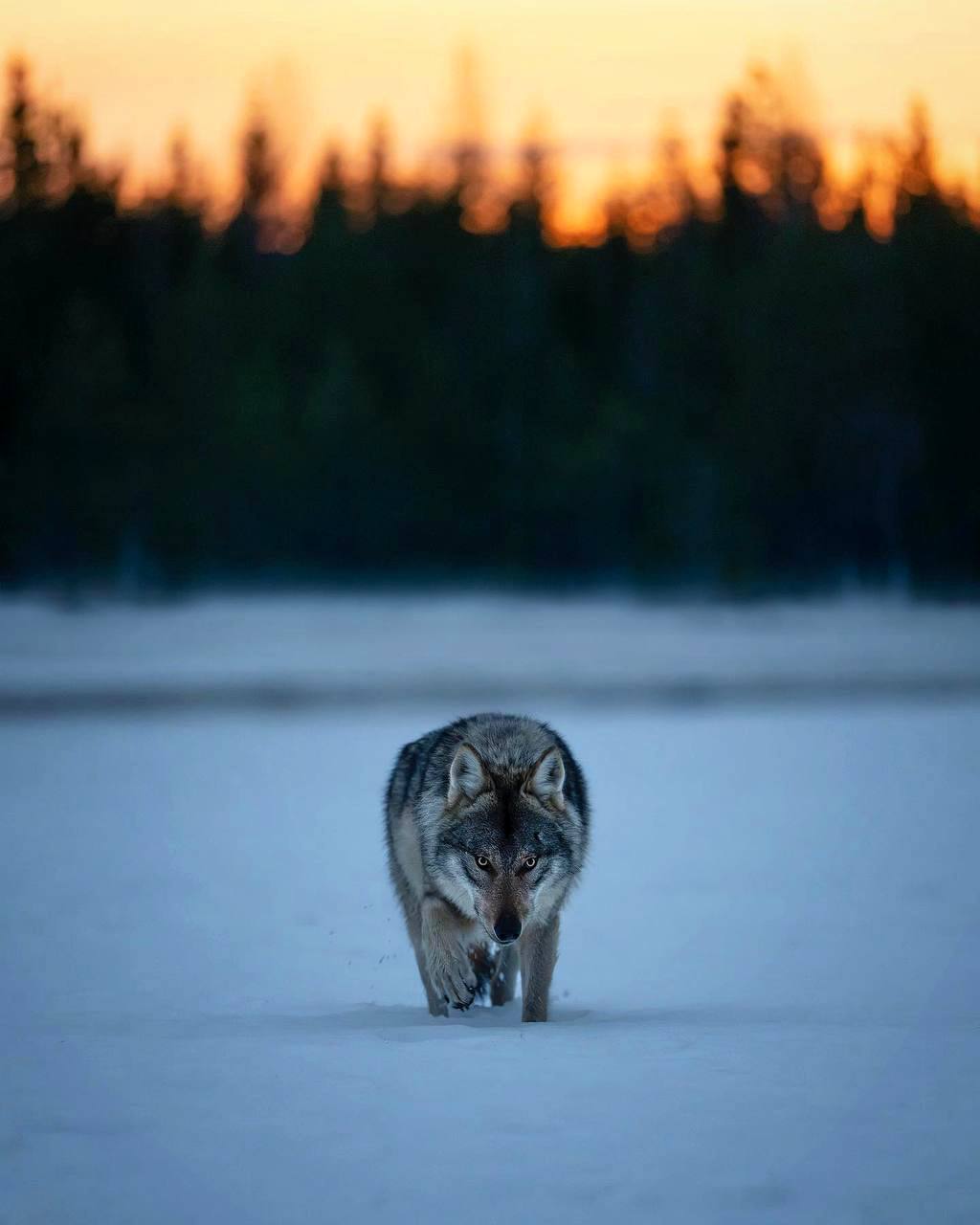 Вы спрашиваете, почему я так много пишу о животных и так мало о человеке, я вам открою причину:...